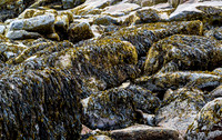 Seaweed Covered Rocks