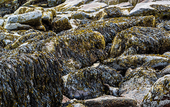 Seaweed Covered Rocks