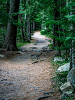 Winding Forest Path