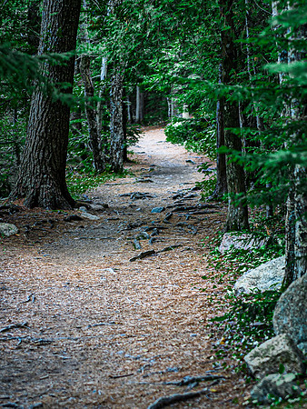 Winding Forest Path