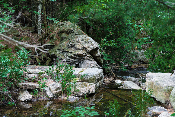Forest Stream with Rocks