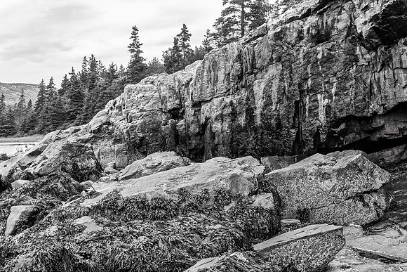 Rocky Coastline with Pine Trees and Tidal Breakwater