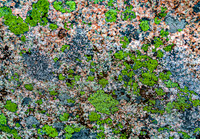 Green and Grey Lichen on Granite Rock