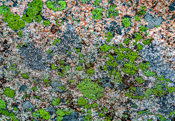 Green and Grey Lichen on Granite Rock