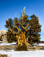 Ancient Bristlecone Forest CA