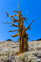 Ancient Bristlecone Pine Tree in Inyo County