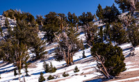 Patriarch's Grove Bristlecone Pines in Snowy Landscape