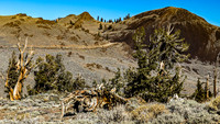 Ancient Bristlecone Pines in Inyo County