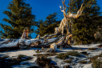 Fallen Bristlecone Pine in Snow