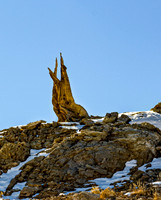 Ancient Bristlecone Pine Tree Trunk on Snowy Mountain
