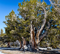 Ancient Great Basin Bristlecone Pine Tree