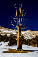 Ancient Bristlecone Pine in Snowy Landscape