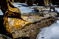 Fallen Bristlecone Pine Log in Winter Landscape