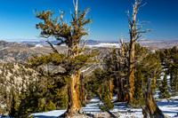 Ancient Bristlecone Pines in Winter