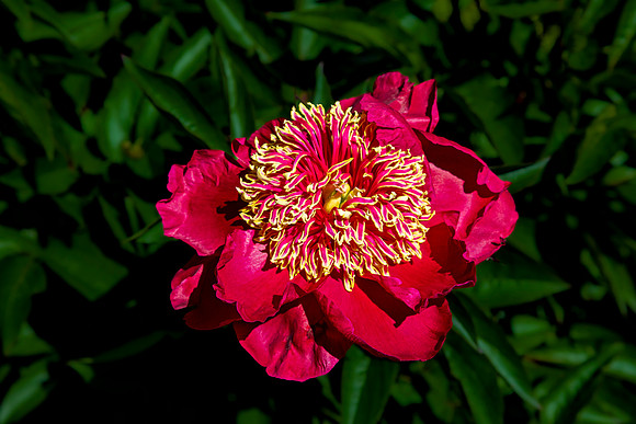 Vibrant Red Peony Flower