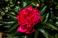 London Gardens