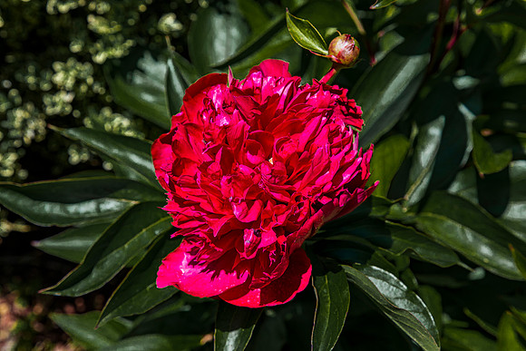 Vibrant Red Peony Blossom
