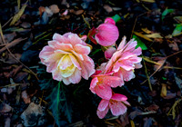 Pink and Yellow Begonia Flowers with Water Droplets