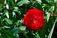 Vibrant Red Peony Blooming in Garden