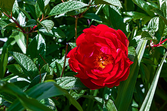 Vibrant Red Peony Blooming in Garden