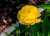 Vibrant Yellow Ranunculus Flower