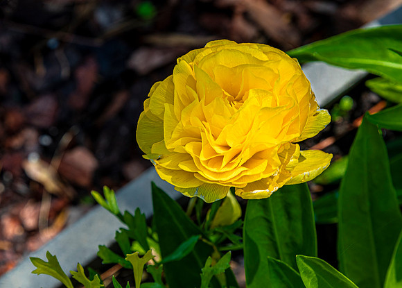 Vibrant Yellow Ranunculus Flower
