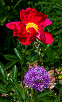 Red Peony and Purple Allium in Garden