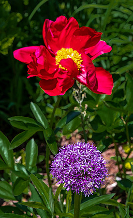 Red Peony and Purple Allium in Garden
