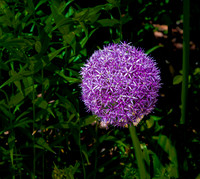 Vibrant Purple Allium Flower