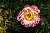 Pink Peony Flower Blooming in Garden