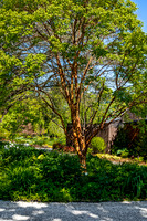 Paperbark Maple Tree in Garden