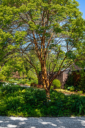 Paperbark Maple Tree in Garden