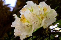 White Rhododendron Flowers in Bloom