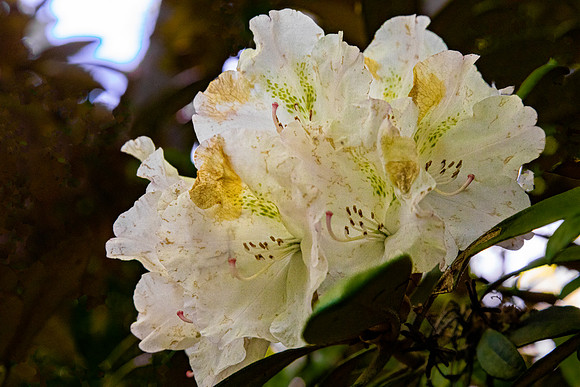 White Rhododendron Flowers in Bloom