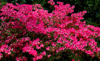 Pink Azalea Flowers Blooming