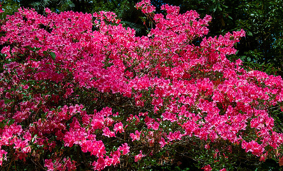 Pink Azalea Flowers Blooming