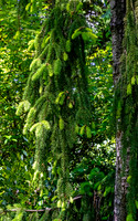 Weeping Norway Spruce Branches with Fresh Growth