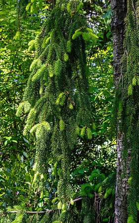 Weeping Norway Spruce Branches with Fresh Growth