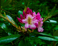 Vibrant Pink Rhododendron Flowers Blooming
