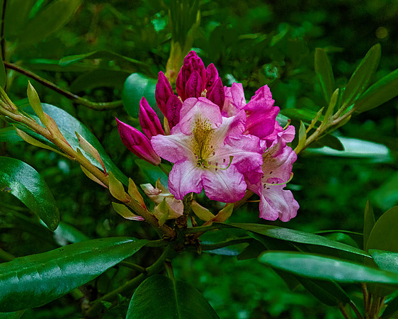 Vibrant Pink Rhododendron Flowers Blooming