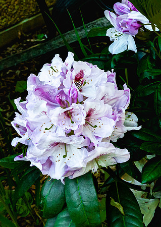 Pink and White Rhododendron Flowers