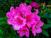 Vibrant Pink Rhododendron Flowers Blooming
