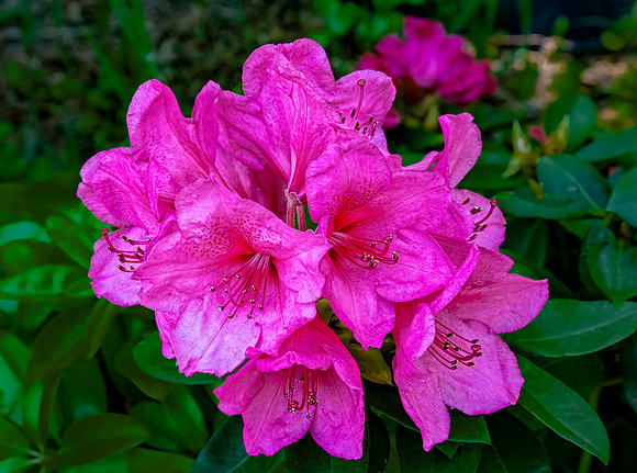 Vibrant Pink Rhododendron Flowers Blooming
