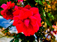 Vibrant Red Rose Bloom