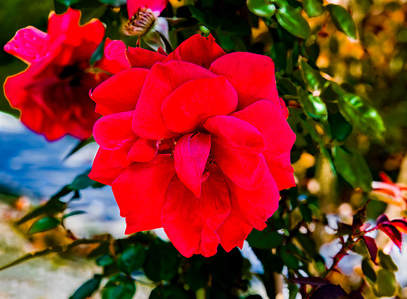 Vibrant Red Rose Bloom