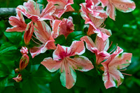 Vibrant Pink and White Azalea Flowers