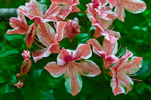 Vibrant Pink and White Azalea Flowers