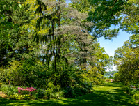 Lush Garden Path Leading to Water