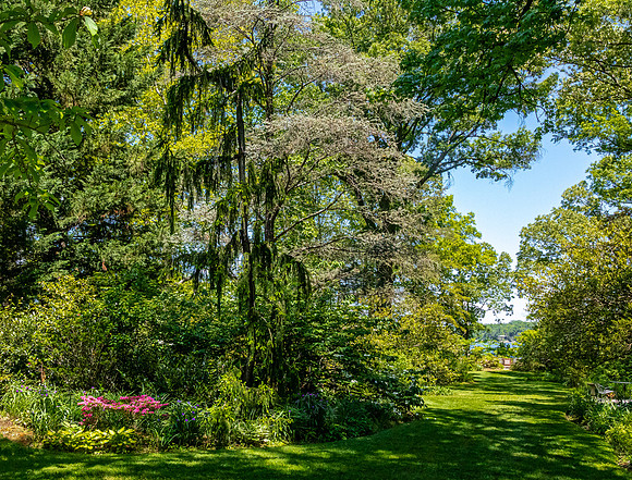 Lush Garden Path Leading to Water