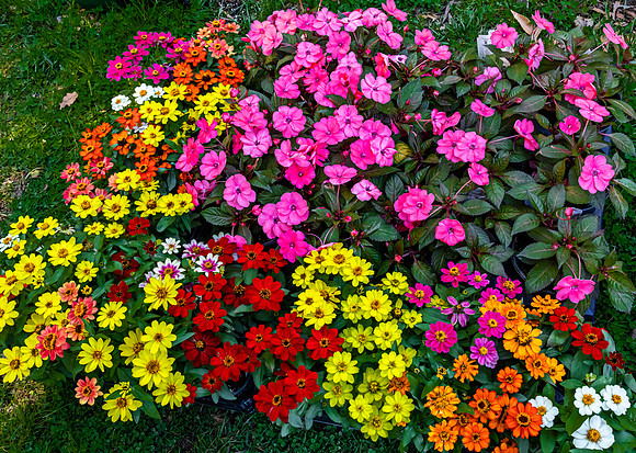 Colorful Annual Flowers in a Garden